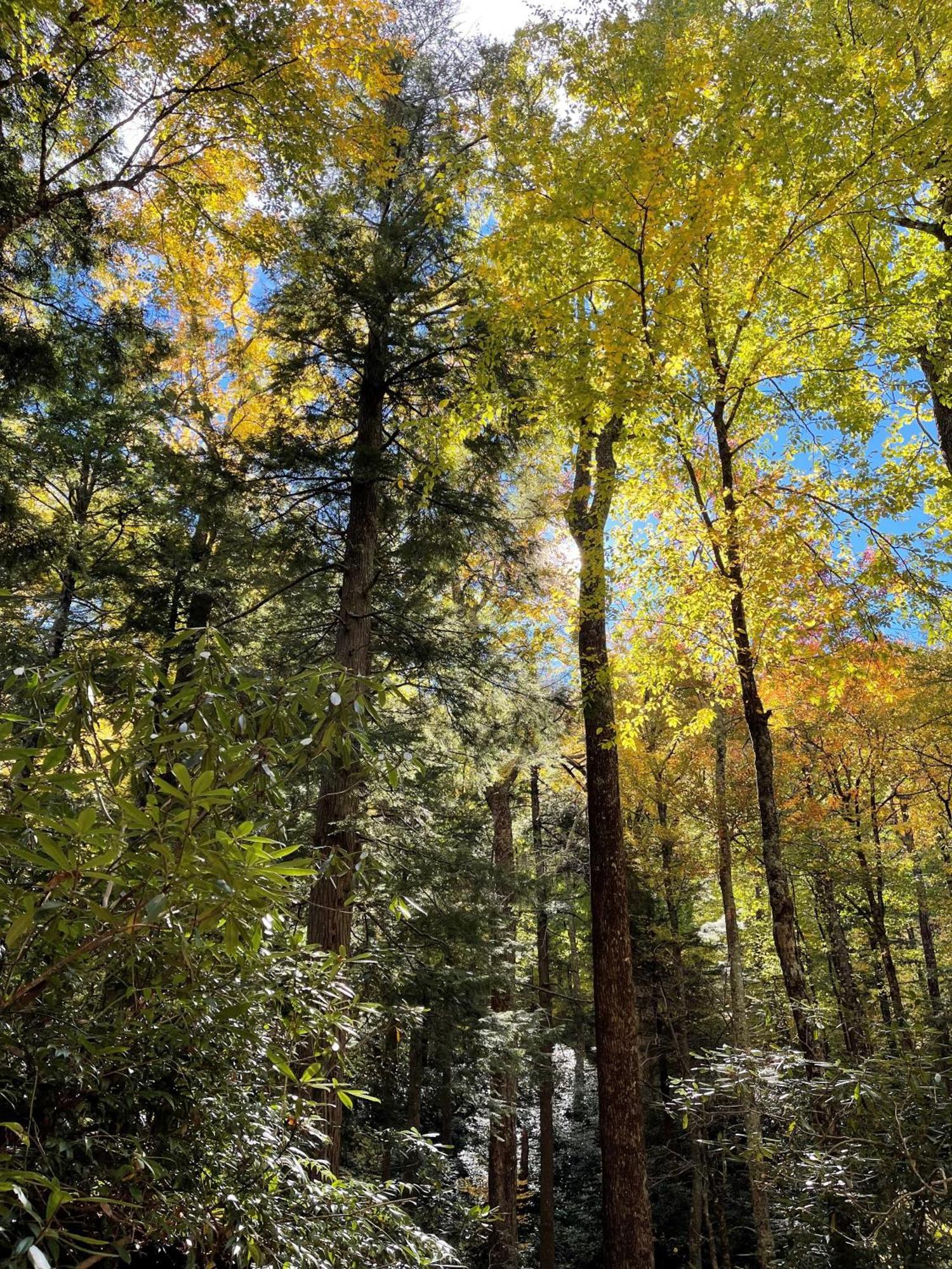 Villa Bear Necessities, Luxury 5Bd Mtn Views, Hot Tub, Many Bear Sightings Gatlinburg Exterior foto