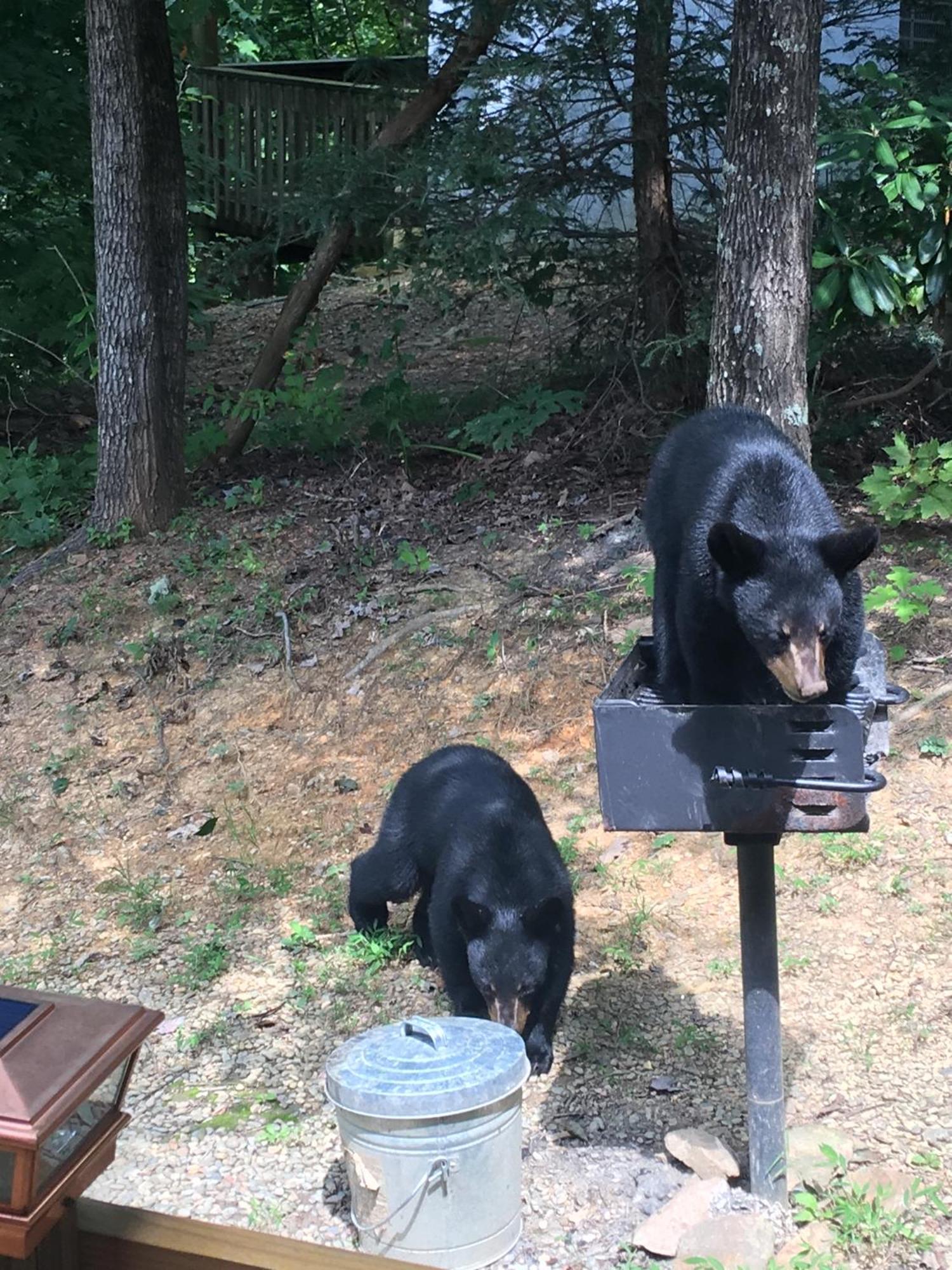 Villa Bear Necessities, Luxury 5Bd Mtn Views, Hot Tub, Many Bear Sightings Gatlinburg Exterior foto