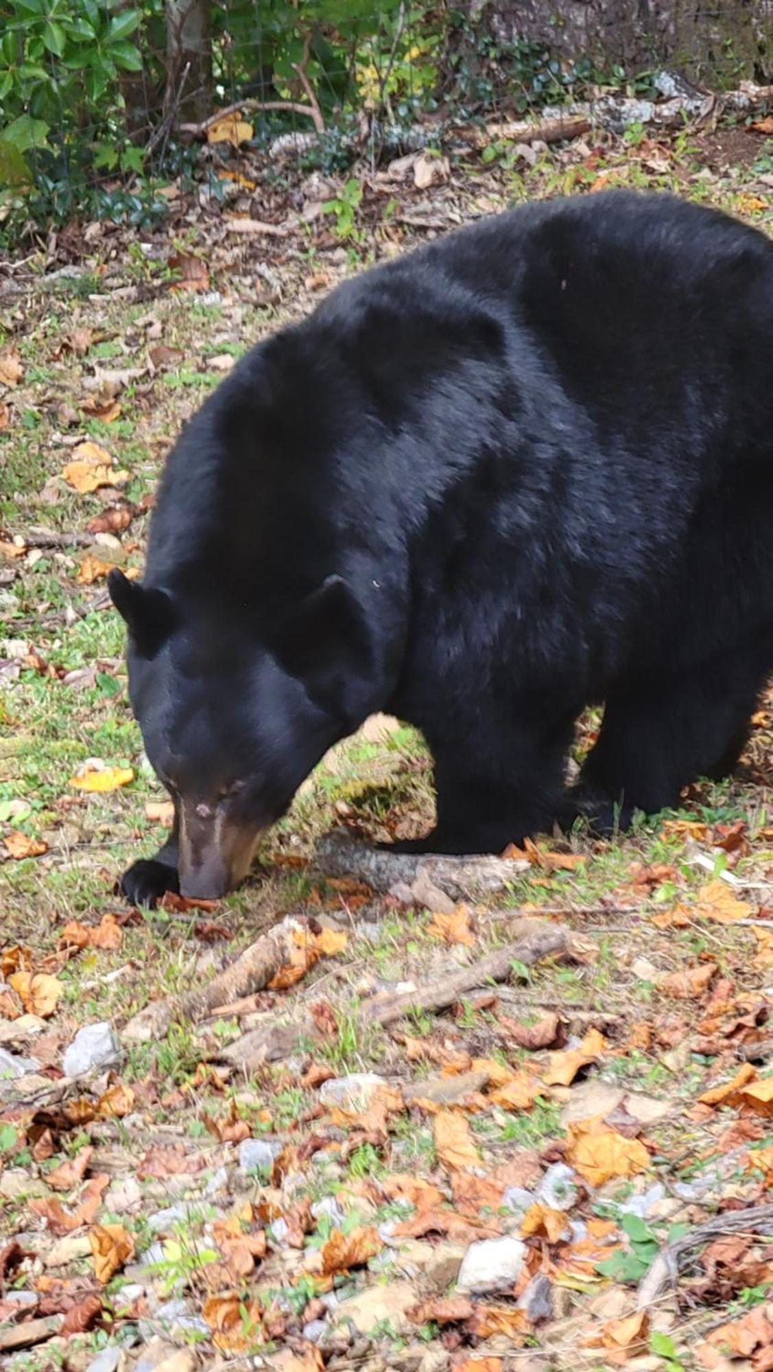 Villa Bear Necessities, Luxury 5Bd Mtn Views, Hot Tub, Many Bear Sightings Gatlinburg Exterior foto