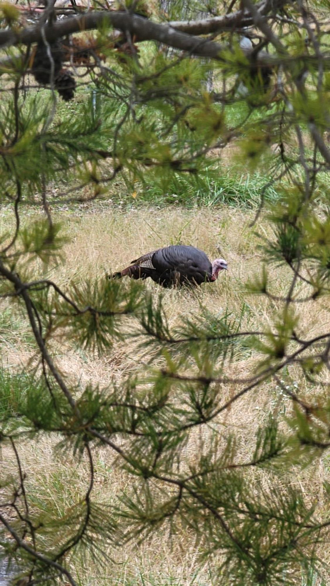 Villa Bear Necessities, Luxury 5Bd Mtn Views, Hot Tub, Many Bear Sightings Gatlinburg Exterior foto