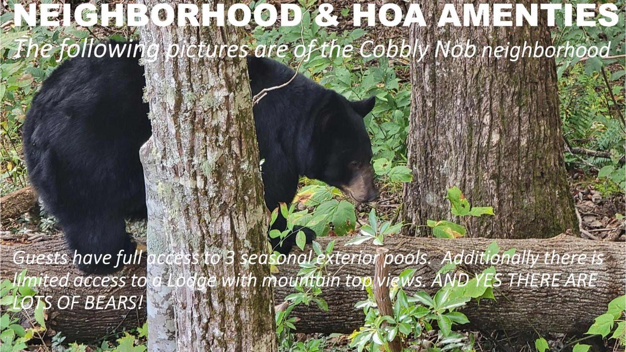 Villa Bear Necessities, Luxury 5Bd Mtn Views, Hot Tub, Many Bear Sightings Gatlinburg Exterior foto